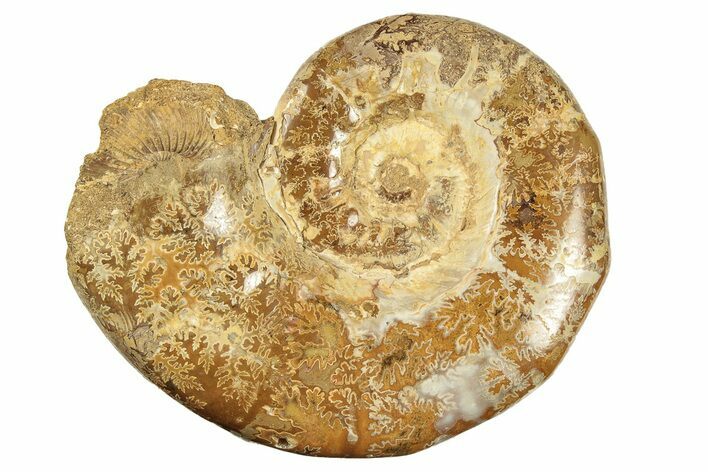 Jurassic Ammonite (Hemilytoceras) Fossil - Madagascar #226737